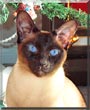 Simon