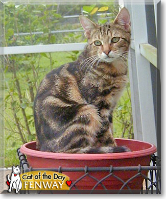 Fenway, the Cat of the Day