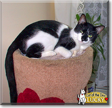 Lucky, the Cat of the Day