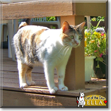 Ella, the Cat of the Day