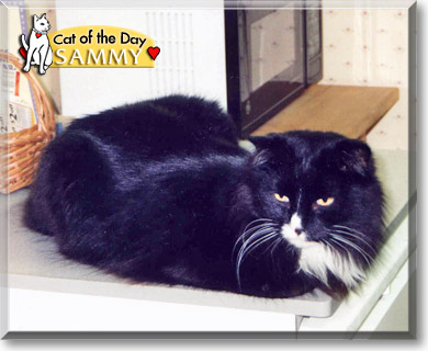 Sammy, the Cat of the Day