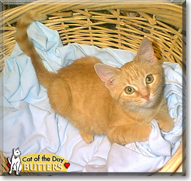 Butters, the Cat of the Day