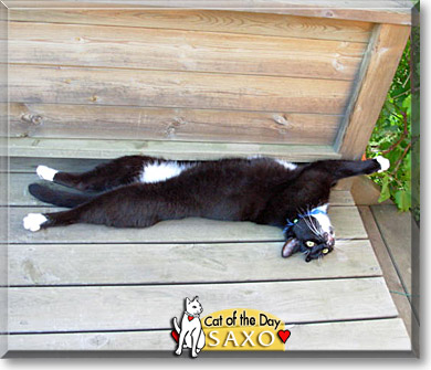 Saxo, the Cat of the Day