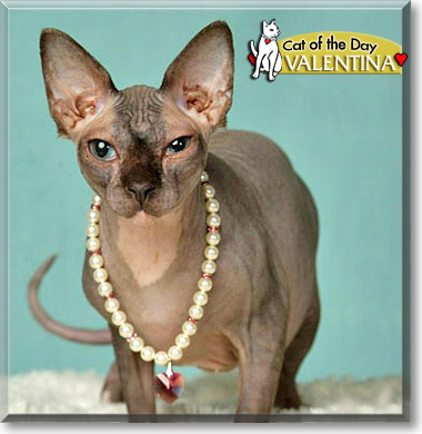 Valentina, the Cat of the Day