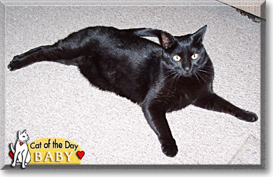 Baby, the Cat of the Day