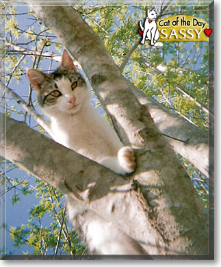 Sassy, the Cat of the Day