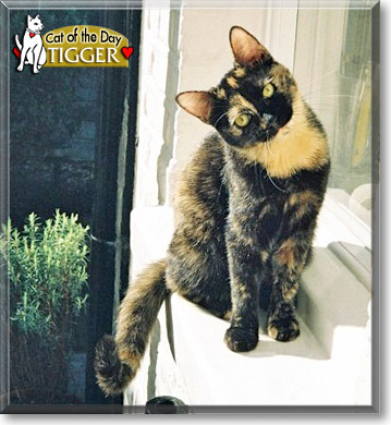 Tigger, the Cat of the Day