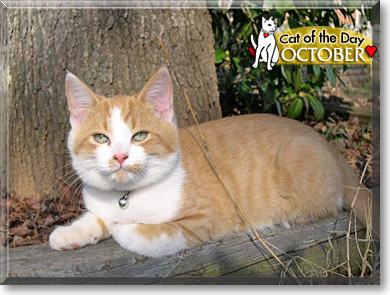 October, the Cat of the Day