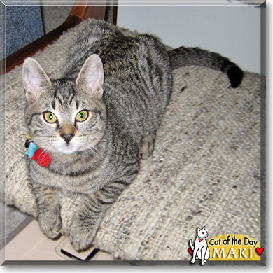 Maki, the Cat of the Day