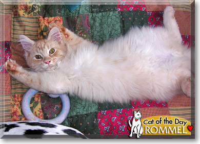 Rommel, the Cat of the Day
