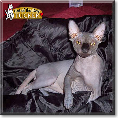 Tucker, the Cat of the Day