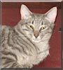 Silverpaw