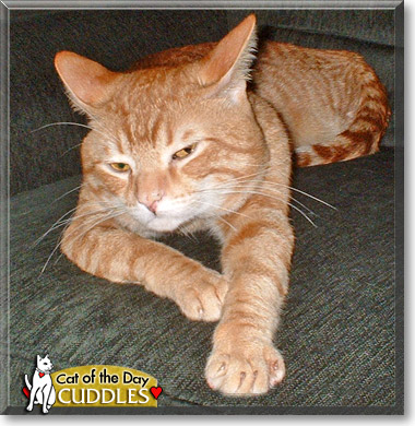 Cuddles, the Cat of the Day
