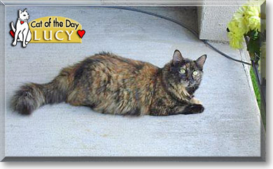 Lucy, the Cat of the Day