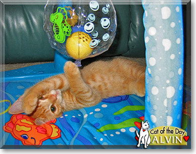 Alvin, the Cat of the Day