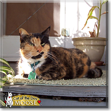 Moose, the Cat of the Day