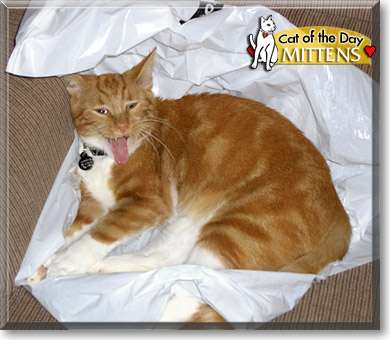 Mittens, the Cat of the Day