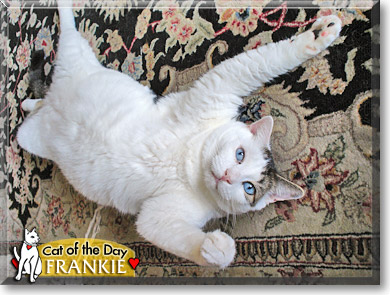 Frankie, the Cat of the Day