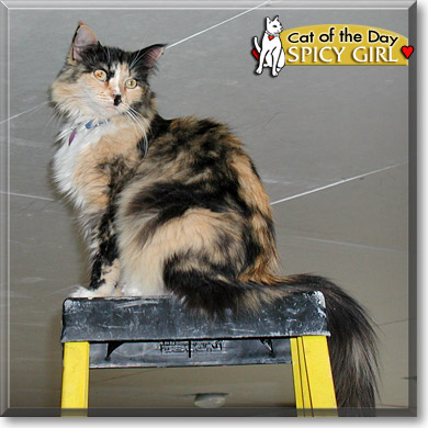 Spicy Girl, the Cat of the Day
