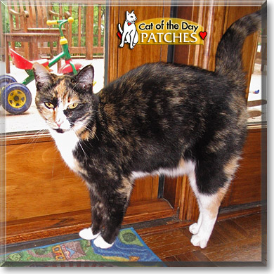 Patches, the Cat of the Day