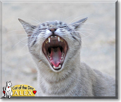 Alex, the Cat of the Day