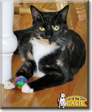 Calie, the Cat of the Day