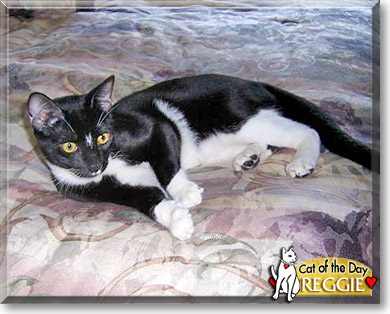 Reggie, the Cat of the Day