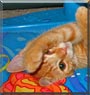 Alvin