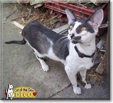 Déco, the Cat of the Day