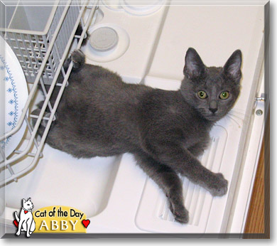 Abby, the Cat of the Day