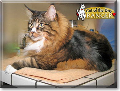 Ranger, the Cat of the Day