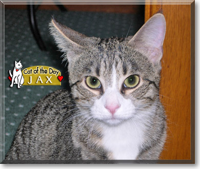 Jax, the Cat of the Day
