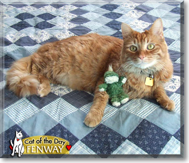 Fenway, the Cat of the Day