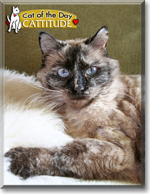 Cattitude, the Cat of the Day