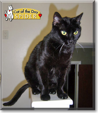 Spider, the Cat of the Day