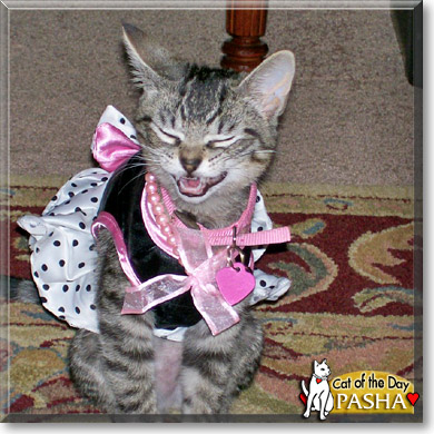 Pasha, the Cat of the Day