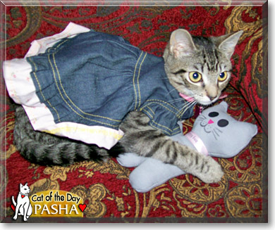 Pasha, the Cat of the Day