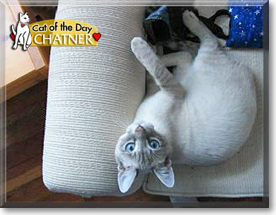 Chatner, the Cat of the Day