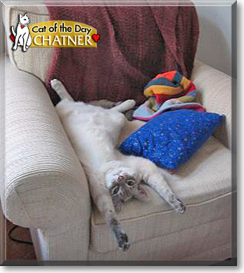 Chatner, the Cat of the Day