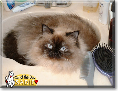 Sadie, the Cat of the Day