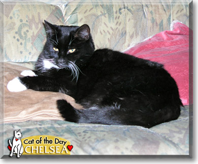 Chelsea, the Cat of the Day