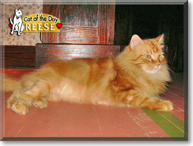 Reese, the Cat of the Day