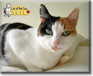 Skye, the Cat of the Day