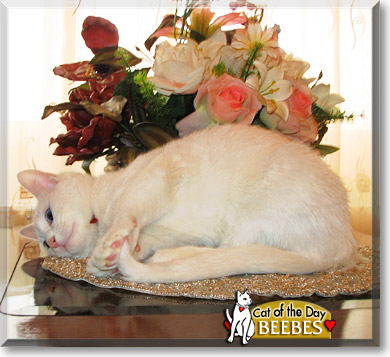 Beebes, the Cat of the Day