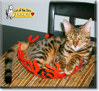 Jakob, the Cat of the Day