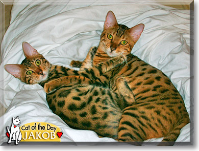 Jakob, the Cat of the Day