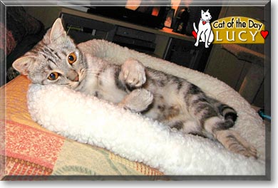 Lucy, the Cat of the Day