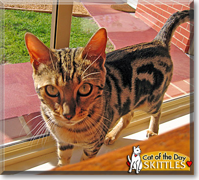 Skittles, the Cat of the Day