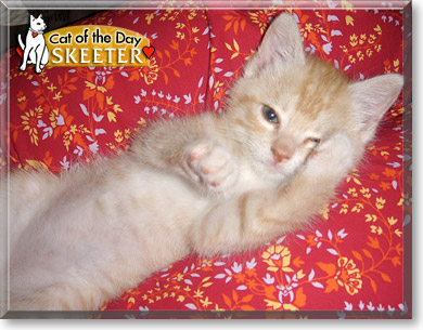 Skeeter, the Cat of the Day