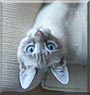Chatner